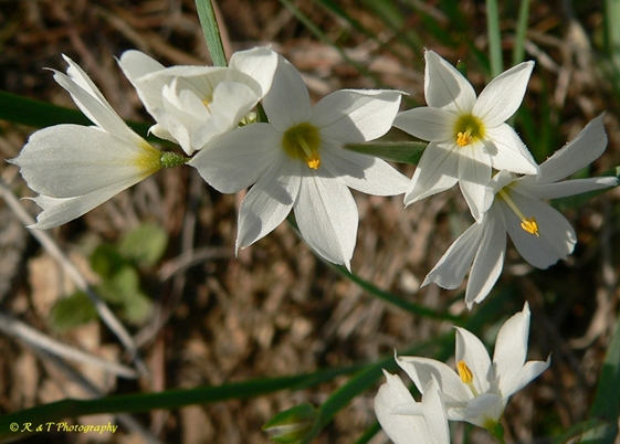 {Sisyrinchium albidum}